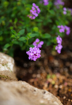 Healing-feeling fine-leaved baby&rsquo;s breath with little purple flowers