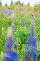 Obraz premium Lupin (Lupinus polyphyllus) blooming field with green foliage in summer