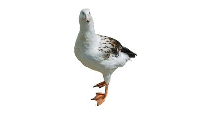 Pair of geese walking together isolated on transparent background PNG © gunungkawi