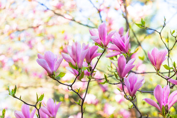 Pink magnolia flowers bloom on tree branches in spring © reddish