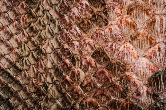 Viper leather texture close up with reptile scale pattern and glossy exotic surface