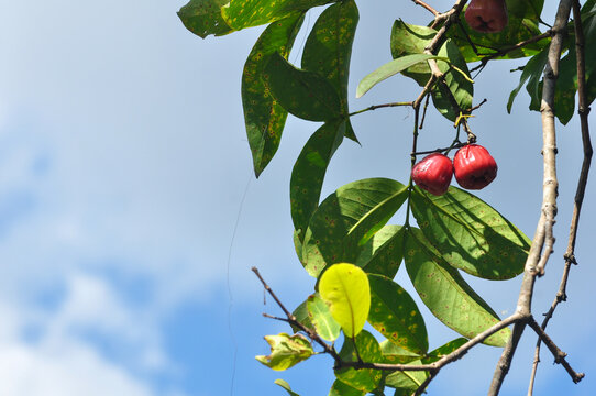 Rose Apple Fruits on Tree