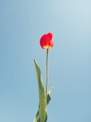 Obraz premium Single Red Tulip Against Clear Blue Sky