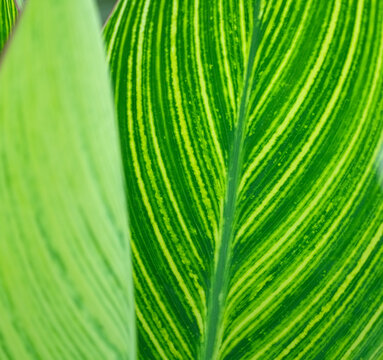 close up on green leaf texture background