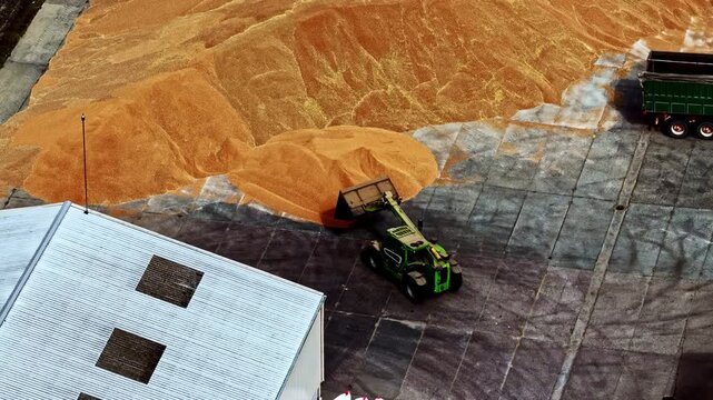 Riga, Latvia - 26 August 2025: Aerial view of a telehandler moving large piles of harvested grain at an industrial storage facility.