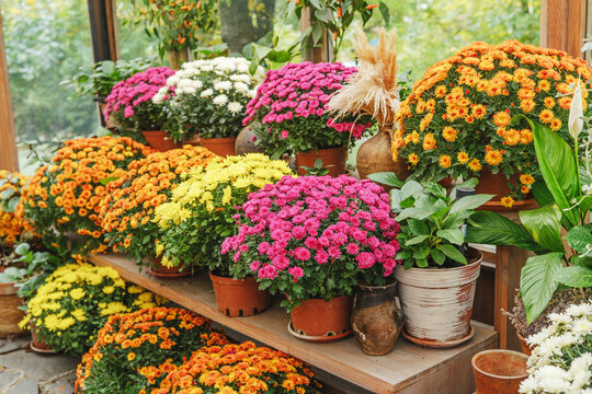 Assortment of colorful potted mums displayed on wooden shelves in a sunlit greenhouse.