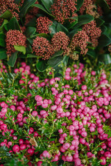 Obraz premium Red Gaultheria Shallon and pink Gaultheria Shallon berries with green leaves.