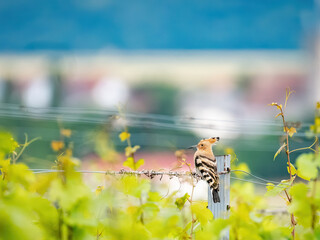 hoopoe on a pole in a very green vineyard © Ewald Fröch