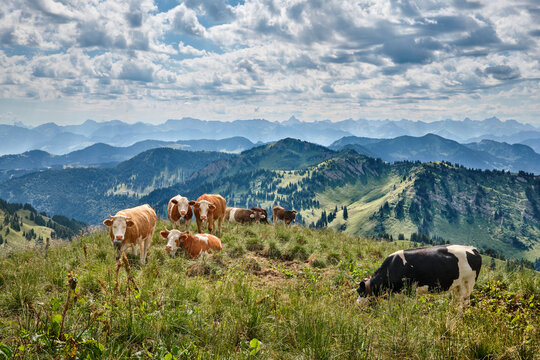 Herd of cows grazing on a lush mountain pasture with panoramic Alpine peaks and dramatic clouds in the background. Oberstaufen-Steibis, Allg&auml;u, Bavaria, Germany