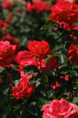 Obraz premium Vibrant red roses blooming in a lush garden during springtime