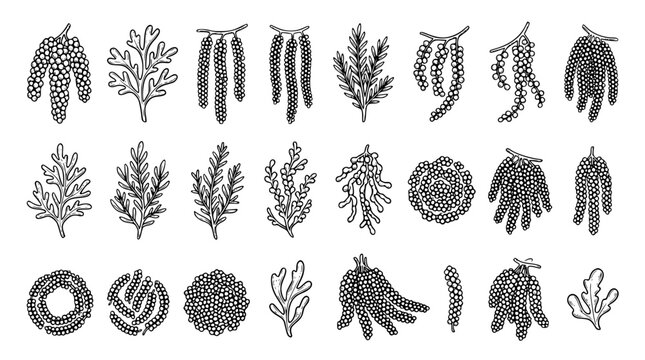 Hand Drawn Umi Budou Sea Grapes Black Line Art Vector Set for Japanese Food Packaging