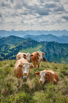 Herd of cows grazing on a lush mountain pasture with panoramic Alpine peaks and dramatic clouds in the background. Oberstaufen-Steibis, Allg&auml;u, Bavaria, Germany