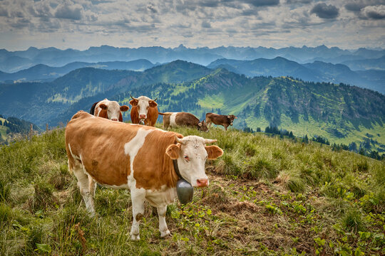 Herd of cows grazing on a lush mountain pasture with panoramic Alpine peaks and dramatic clouds in the background. Oberstaufen-Steibis, Allg&auml;u, Bavaria, Germany