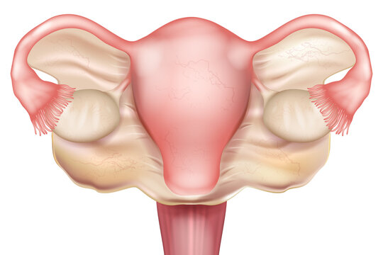 Broad Ligament of the Uterus Anatomy with Female Reproductive System Medical Illustration. Female Pelvic Anatomy Showing Broad Ligament Uterus Ovaries and Fallopian Tubes