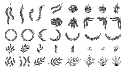 Fototapeta premium Okinawa Umi Budou Sea Grapes Hand Drawn Black Outline Vector Collection