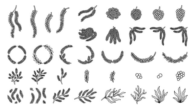 Okinawa Umi Budou Sea Grapes Hand Drawn Black Outline Vector Collection