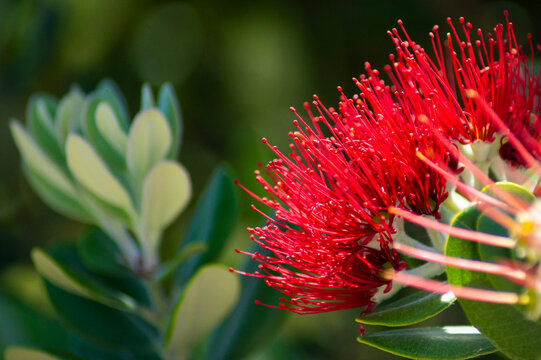 A close up of bright red pohutukawa tree blossoms blooming in nature. The vibrant metrosideros excelsa flowers are surrounded by thick green leaves.