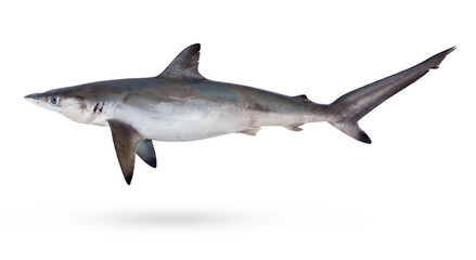 Fototapeta premium Tropical marine fish seafood ingredient from Thailand coastal fishery. Fresh small Spottail Shark - Carcharhinus sorrah isolated on transparent background or png file.