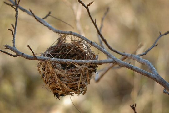 Woven bird nest dangling from winter branches
