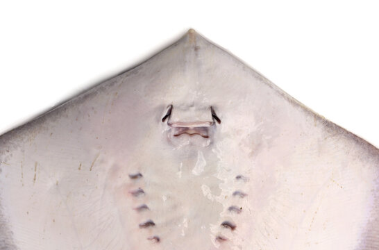 Close-up underside view of stingray fish featuring mouth, nostrils, and gill slits of Fresh raw whitespotted whipray or sharpnose - Maculabatis gerrardi stingray isolated on white background.