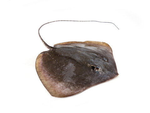 Thai fish seafood ingredient and marine biology concept. Fresh raw whitespotted whipray or sharpnose - Maculabatis gerrardi stingray isolated on white background.