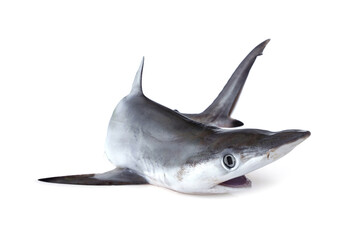 Fototapeta premium Tropical marine fish seafood ingredient from Thailand coastal fishery. Fresh small Spottail Shark - Carcharhinus sorrah isolated on white background.
