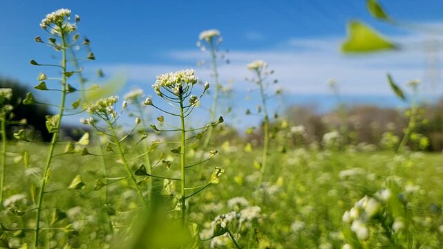Close-up of Shepherd's purse wildflowers blooming in a vibrant green meadow under a clear blue sky during a sunny spring day.