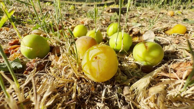 Ripe cherry plum fruits lie scattered on the dry grassy ground in Crimea. This sunny harvest scene brings a warm, nostalgic, and peaceful feeling.