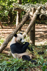 Giant panda eating bamboo at Dujiangyan Panda Valley, Chengdu, China. Sunlit forest enclosure, wildlife conservation, endangered species, nature, and panda reserve. © Marius Karp