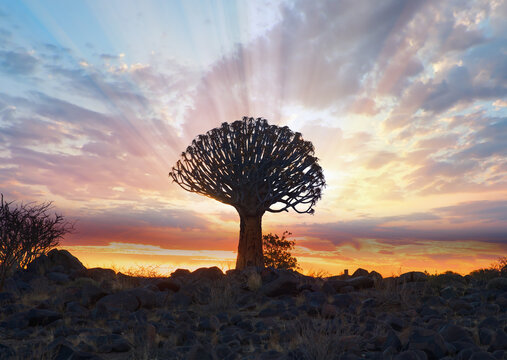 Sunrise at the Quiver Tree Forest near Keetmanshoop, Namibia