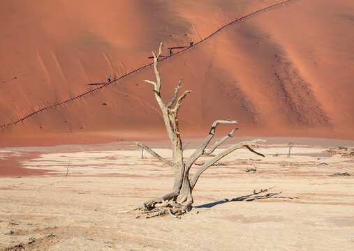 Many people are walking towards the hills of the valley of death in the desert - Dead trees in Dead Vlei - Sossusvlei, Namib desert, Namibia 