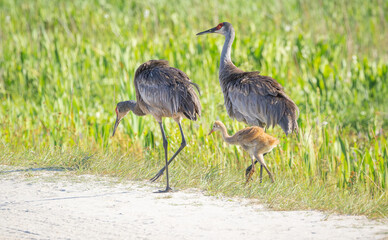 Obraz premium Sandhill Crane family foraging for insects in Orlando wetlands at Cape Canaveral Space Center.