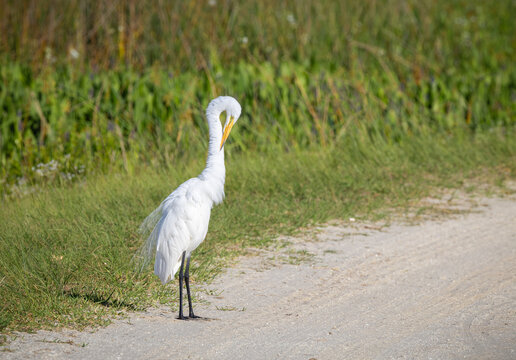 Great Egret or Common Egret also known as white heron  at Orlando Wetlands close to Kennedy Space Center.