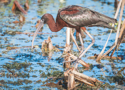 Glossy Ibis using its long curved bill to forage for insects and snails in the mud at Orlando wetlands in Florida.