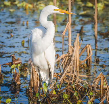 Great Egret or Common Egret also known as white heron  at Orlando Wetlands close to Kennedy Space Center.