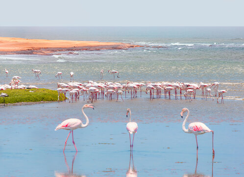 Group birds of pink African flamingos walking around the green lagoon Namib desert in the background - Wild African birds, Namibia 