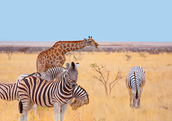 Obraz premium A group of zebras standing among the yellow grass in Etosha National Park in Namibia, in the African savannah, during a safari - Etosha National Park, Namibia