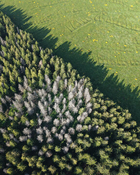 Aerial view of a forest edge with a mix of healthy green conifers and dead grey trees bordering a vibrant green meadow with yellow wildflowers in Orcival, Auvergne-Rhone-Alpes, France.