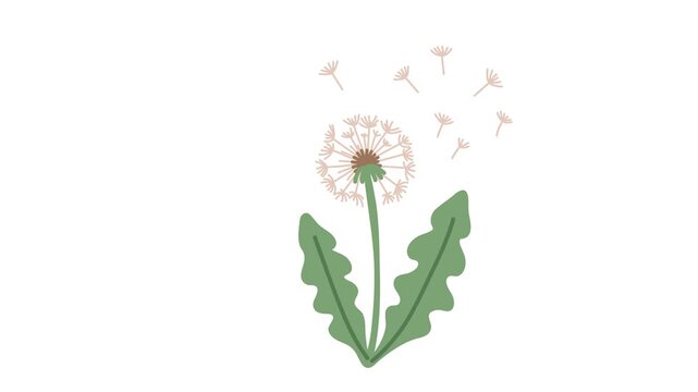 animation dandelion plant with flying seeds