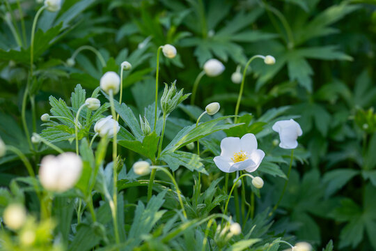 Botanical close-up of delicate woodland flowers with unopened buds. Anemonastrum canadense (Anemone canadensis, Canada anemone) white wildflowers blooming among fresh green foliage in late spring. 