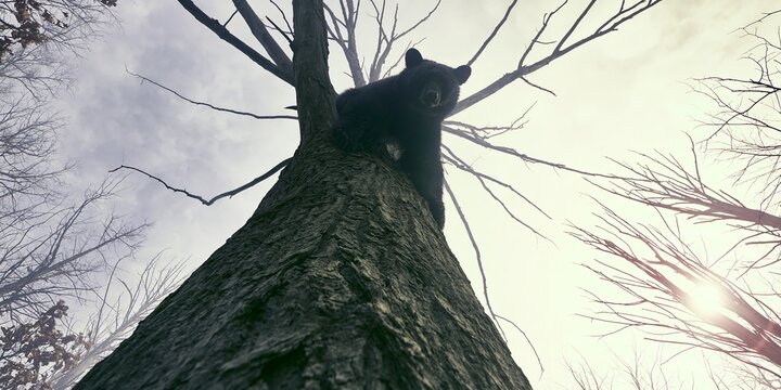 Black bear resting in a tall tree, viewed from below, against a bright sky, showing its natural wilderness habitat