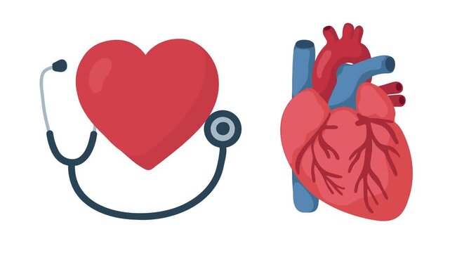 animation heart icon and human heart anatomy
