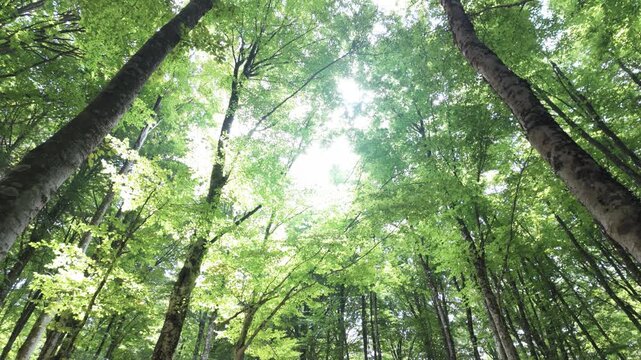 Sunlight filters through a lush green canopy of tall forest trees creating a peaceful atmosphere. Such immersive woodland environments inspire deep relaxation and promote wilderness conservation.