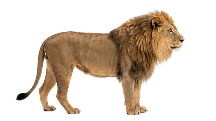 A majestic adult male lion standing in profile view showing its large mane and powerful body isolated on transparent background © MstShamsunNahar