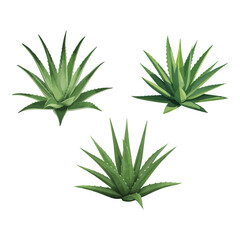 Fototapeta premium Natural Aloe Vera Plant Clipart Set with Fresh Herbal Succulent Vector Illustration for Branding and Packaging