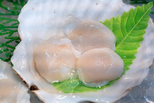 Fresh Raw Sea Scallops Served in Natural Shell on Ice with Shiso Leaf Garnish at Japanese Market
