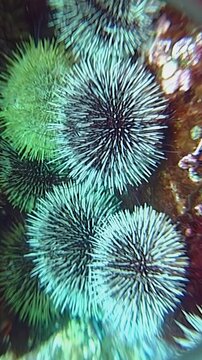 Explore the enchanting underwater world in the Barents Sea, where clusters of colorful sea urchins form a lively community at the ocean's floor, showcasing nature's artistry in a stunning display.