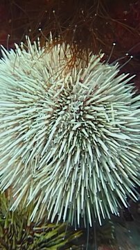 Beneath icy waters of Barents Sea, vibrant sea urchins thrive in stunning display. Watch as these unique creatures interact in their frozen home, showcasing nature's beauty in Arctic environment.