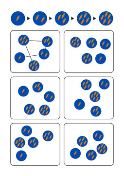 Blue and orange circles illustrating connection patterns in sequence  