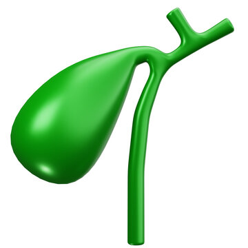 Human Gallbladder Organ 3D Illustrations